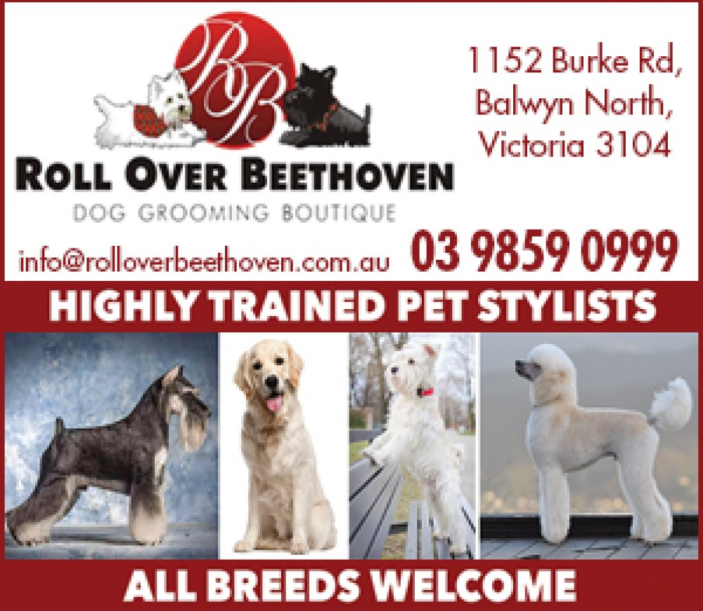 roll over beethoven dog grooming