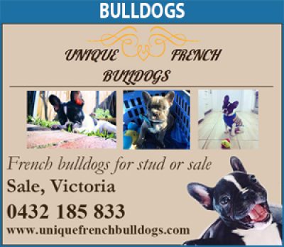 Unique French Bulldogs