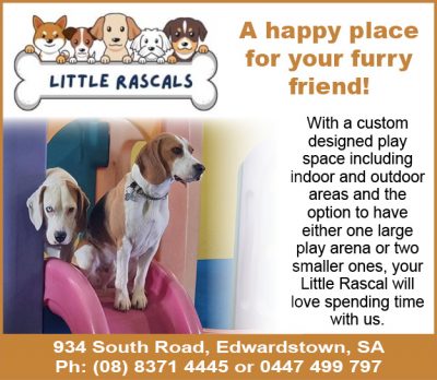 Little Rascals Dog Daycare